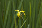 Paleyellow iris